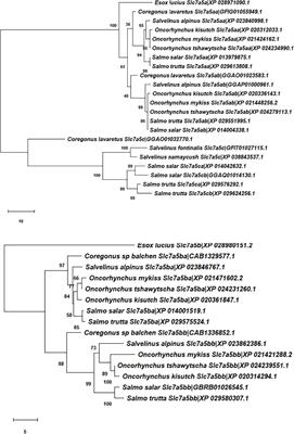 Amino Acid Carriers of the Solute Carrier Families 7 (SLC7) and 38 (SLC38) Are Involved in Leucine Sensing in the Brain of Atlantic Salmon (Salmo salar)